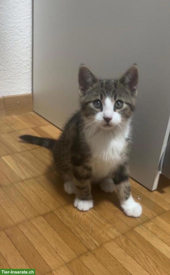 Süsses Kitten mit viel Zubehör abzugeben