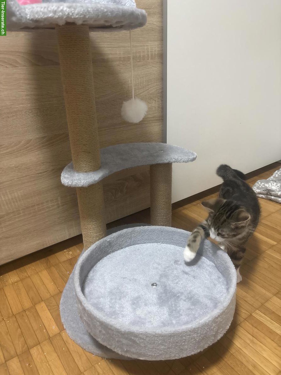 Bild 2: Süsses Kitten mit viel Zubehör abzugeben