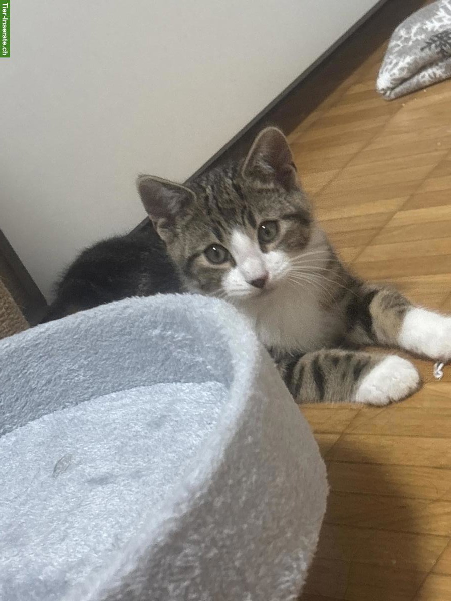 Bild 4: Süsses Kitten mit viel Zubehör abzugeben