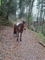 Reitbeteiligung in Kriens auf Freibergerstute