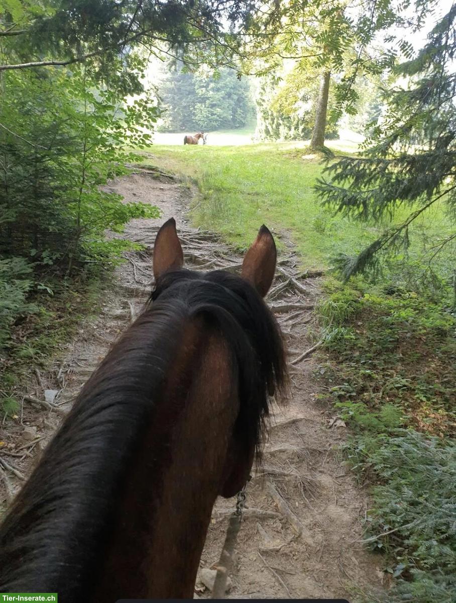 Bild 2: Reitbeteiligung in Kriens auf Freibergerstute