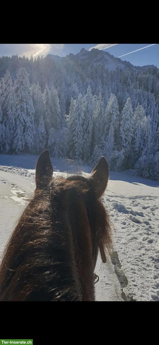 Bild 3: Reitbeteiligung in Kriens auf Freibergerstute