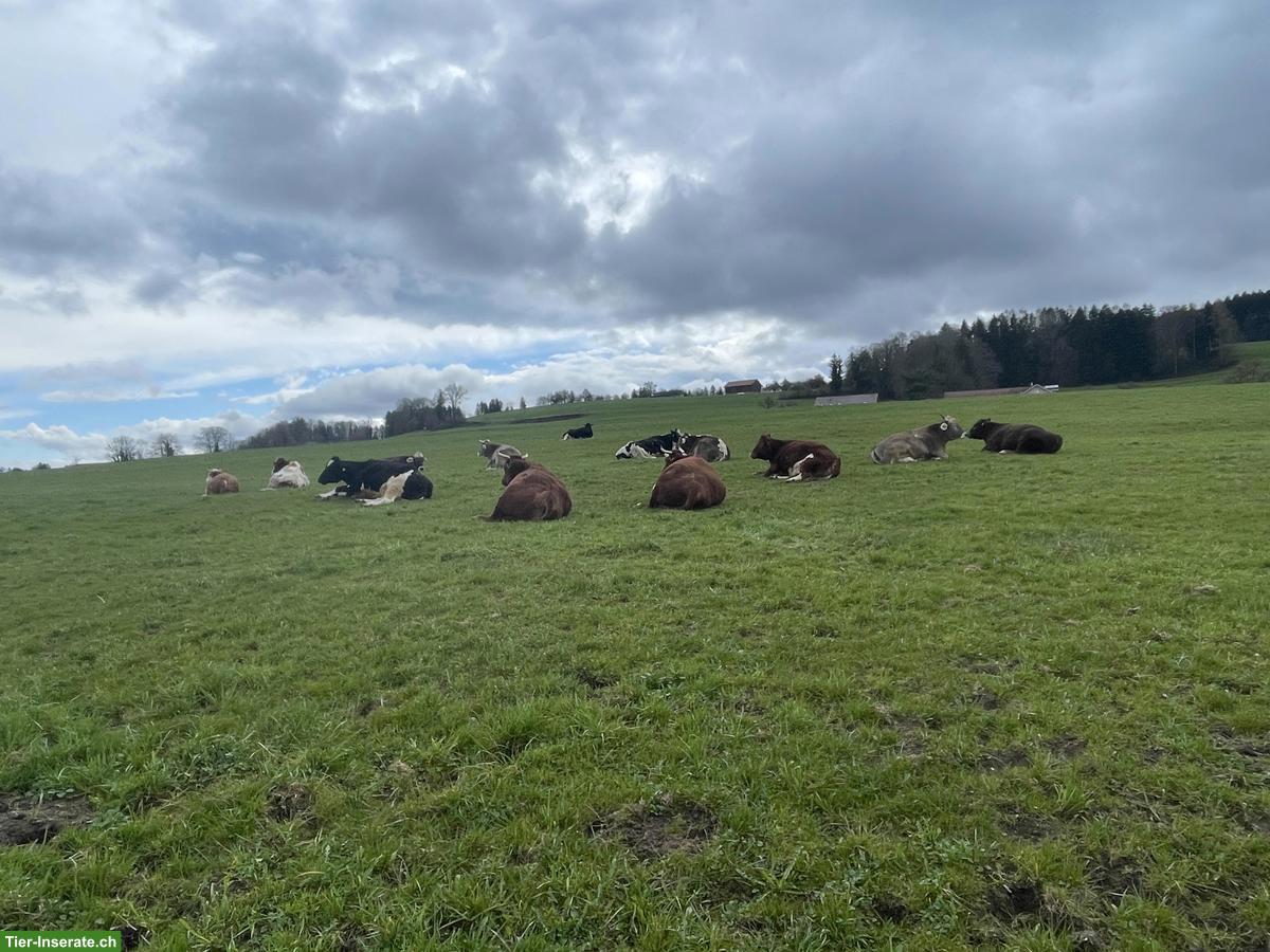 Pensionsplatz für 21 Tierschutz-Rinder gesucht
