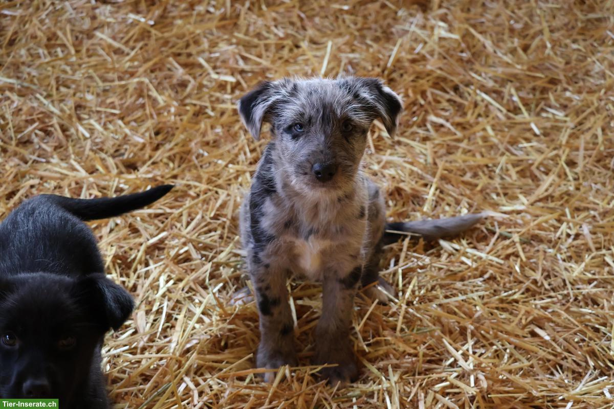 Junge Bergamasker Mischlingshunde vom Bauernhof