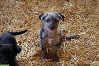 Junge Bergamasker Mischlingshunde vom Bauernhof