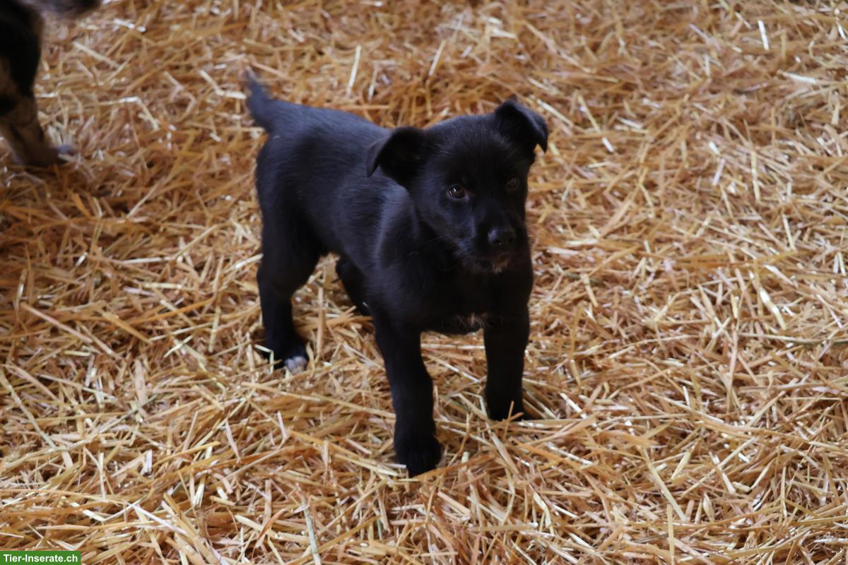 Bild 2: Junge Bergamasker Mischlingshunde vom Bauernhof