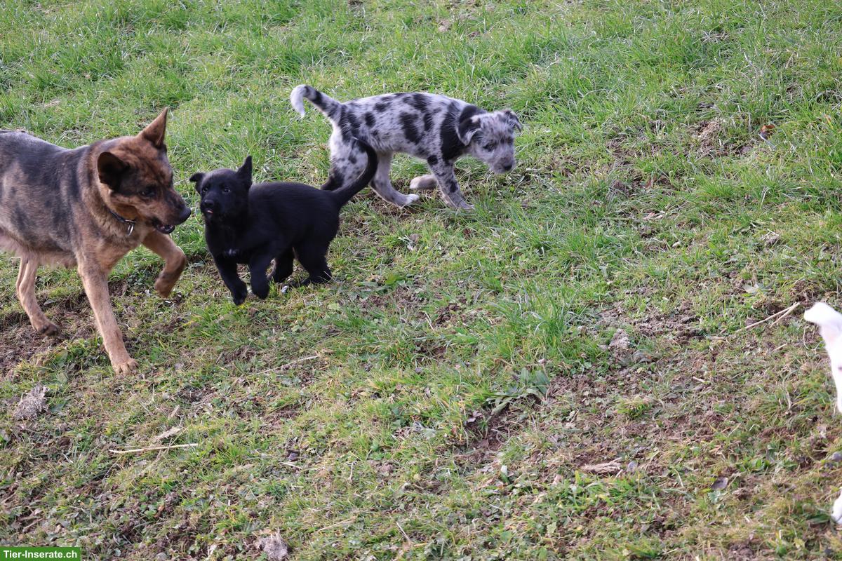Bild 3: Junge Bergamasker Mischlingshunde vom Bauernhof