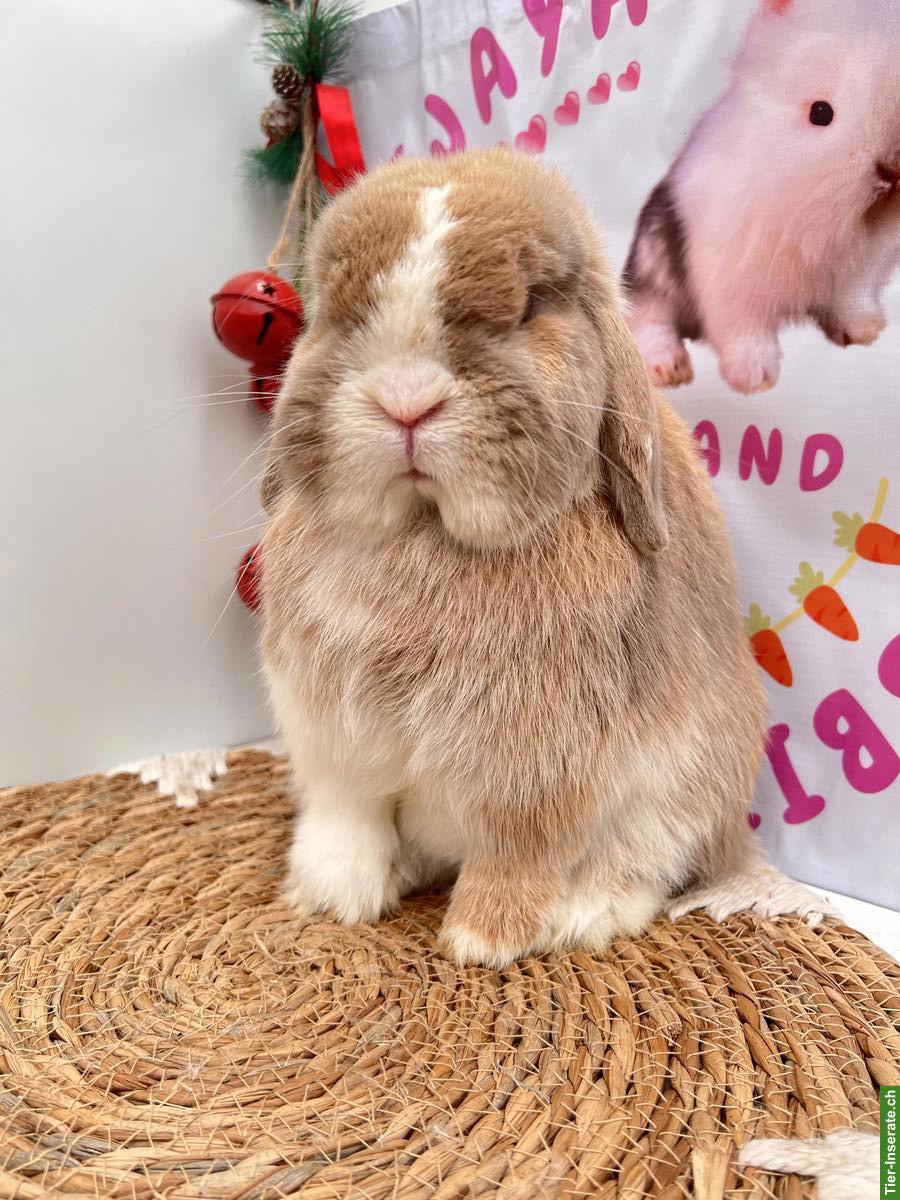 Minilop Zucht-Rammler aus Hobbyzucht / Importe