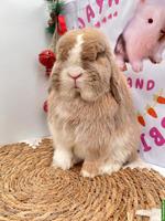 Minilop Zucht-Rammler aus Hobbyzucht / Importe