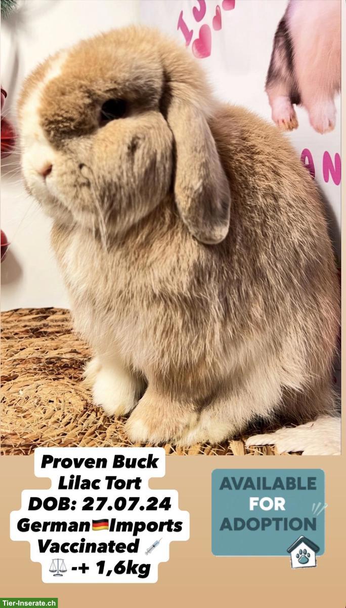 Bild 2: Minilop Zucht-Rammler aus Hobbyzucht / Importe