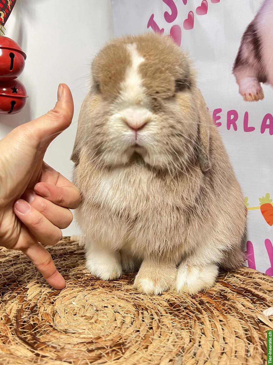 Bild 3: Minilop Zucht-Rammler aus Hobbyzucht / Importe