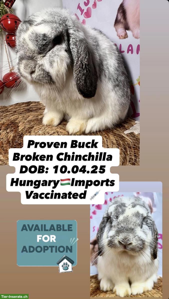 Bild 4: Minilop Zucht-Rammler aus Hobbyzucht / Importe