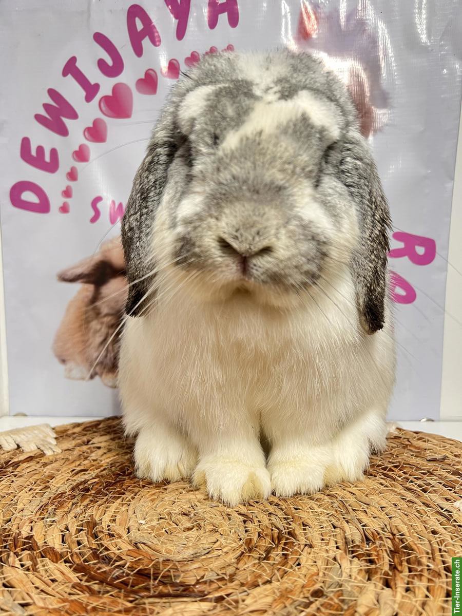 Bild 5: Minilop Zucht-Rammler aus Hobbyzucht / Importe