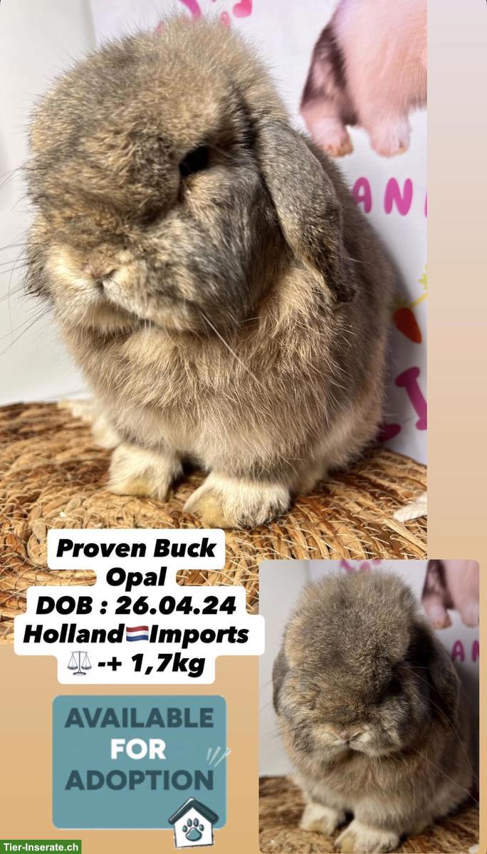 Bild 7: Minilop Zucht-Rammler aus Hobbyzucht / Importe