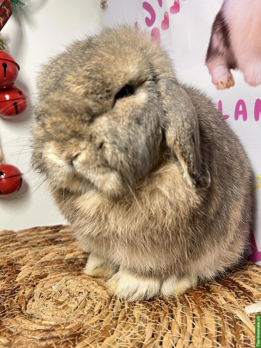 Bild 8: Minilop Zucht-Rammler aus Hobbyzucht / Importe