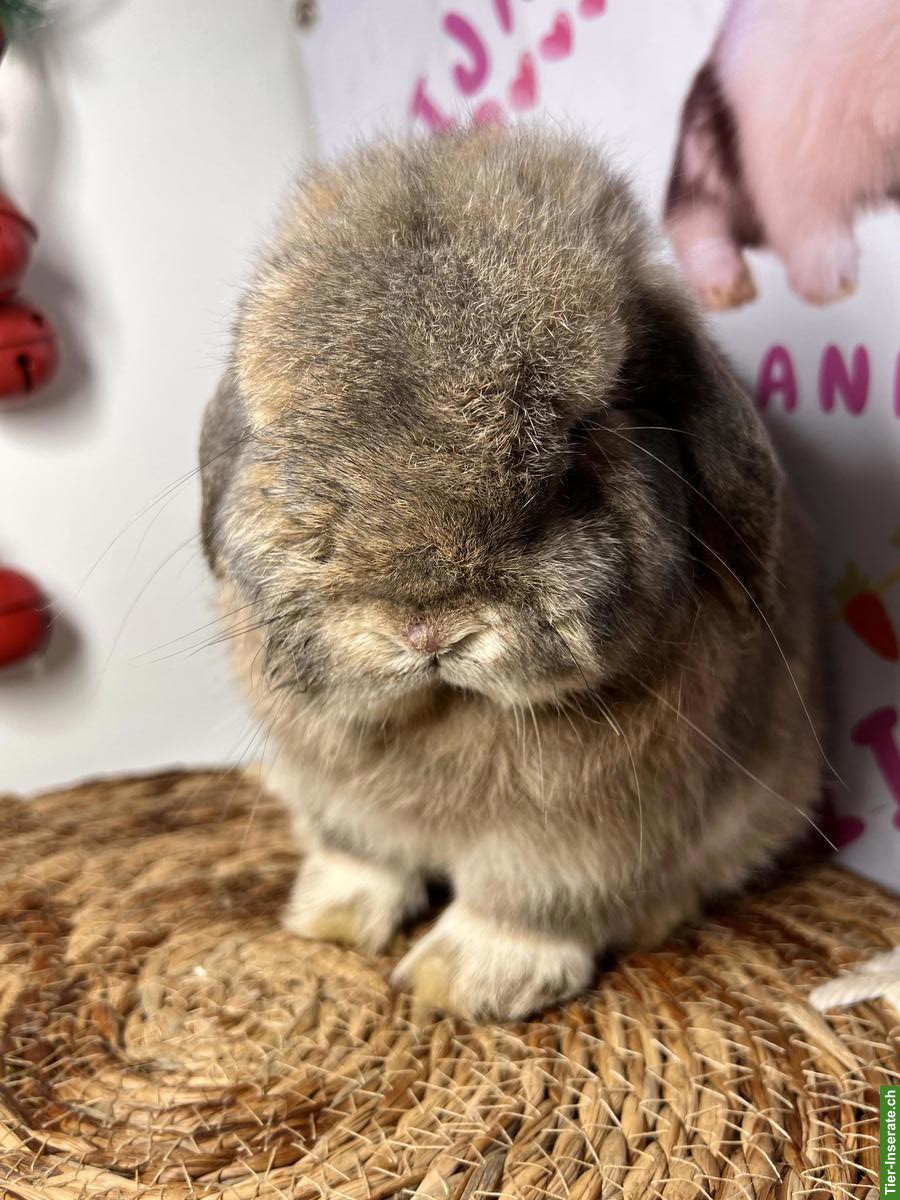 Bild 9: Minilop Zucht-Rammler aus Hobbyzucht / Importe