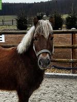 Pony Wallach, Jahrgang 2018, Stockmass 110cm