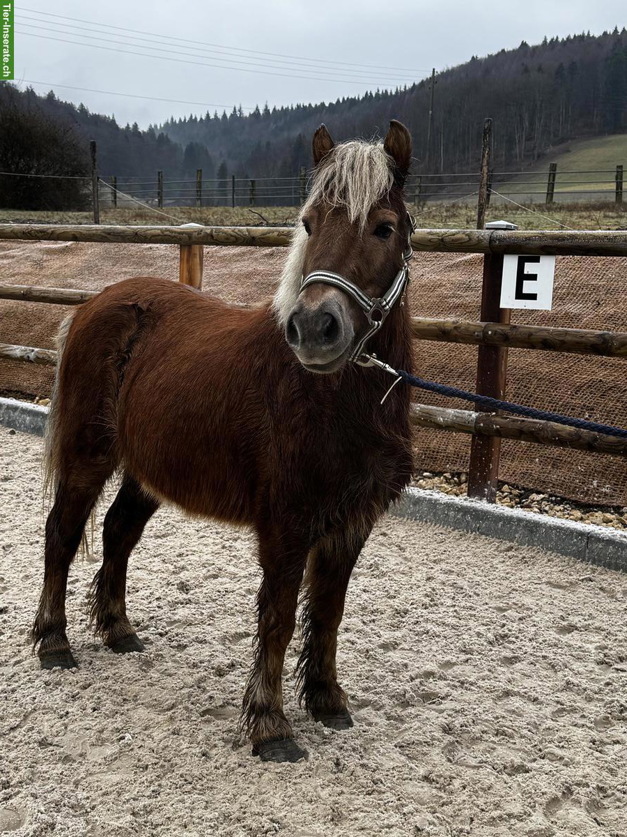 Bild 2: Pony Wallach, Jahrgang 2018, Stockmass 110cm