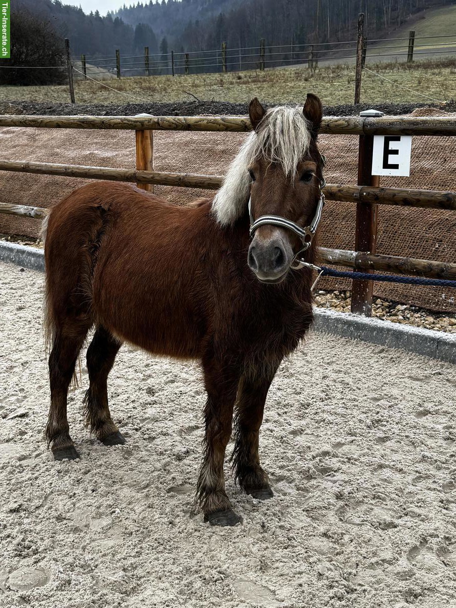 Bild 3: Pony Wallach, Jahrgang 2018, Stockmass 110cm