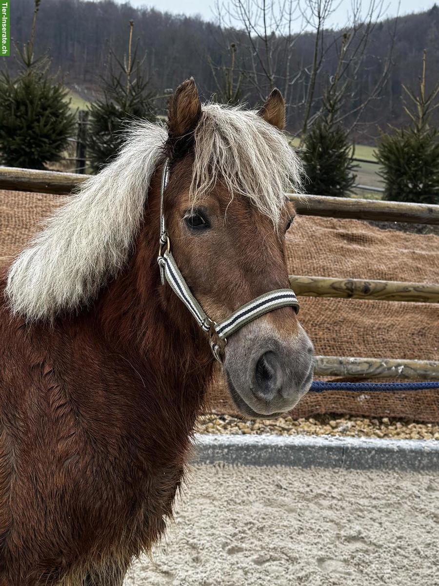 Bild 4: Pony Wallach, Jahrgang 2018, Stockmass 110cm