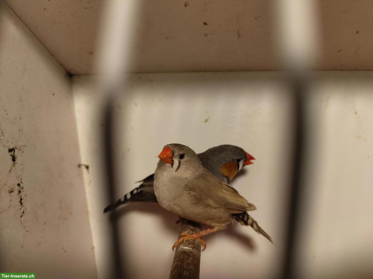 Verschiedene Zebrafinken zu verkaufen