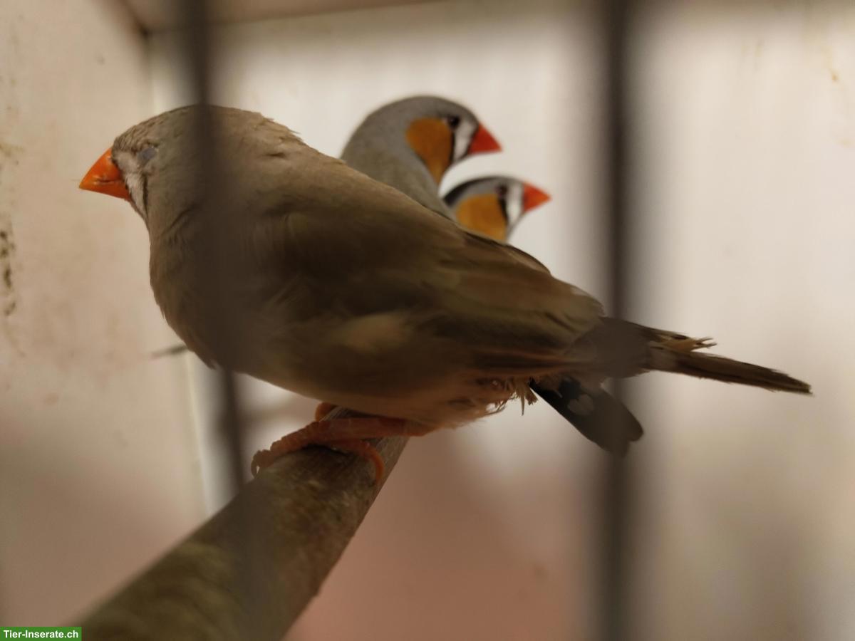 Bild 2: Verschiedene Zebrafinken zu verkaufen