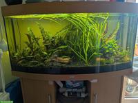 Guppys, Mollys und blaue Antennenwelse günstig abzugeben