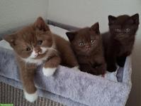 BKH Kitten | Wurfankündigung