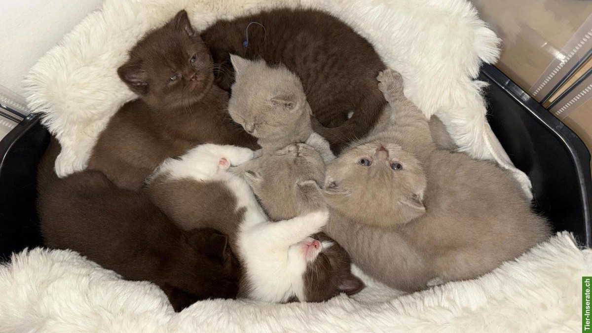 Bild 2: BKH Kitten | Wurfankündigung