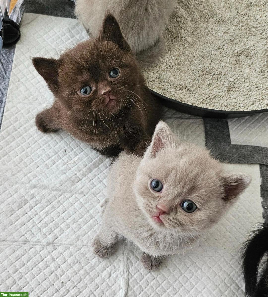 Bild 4: BKH Kitten | Wurfankündigung