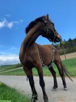 Kinderpony schweren Herzens in gute Hände abzugeben