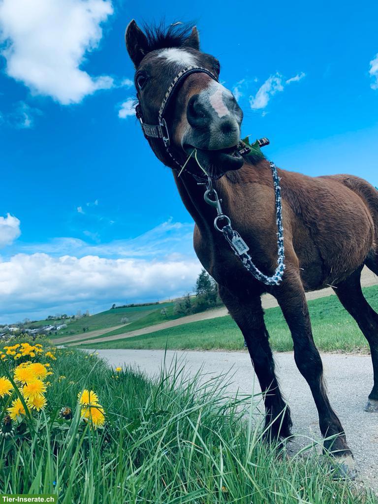 Bild 2: Kinderpony schweren Herzens in gute Hände abzugeben