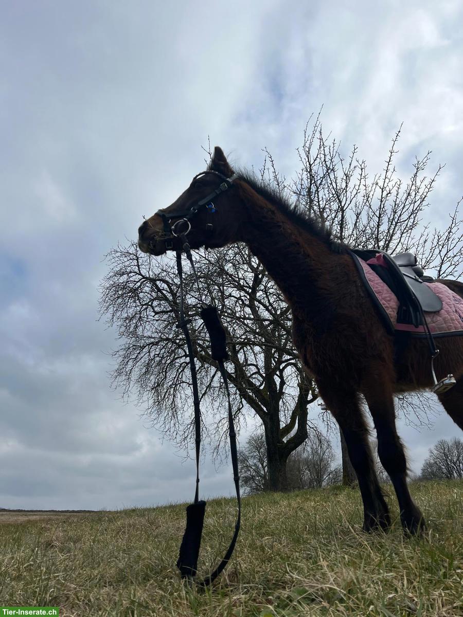 Bild 3: Kinderpony schweren Herzens in gute Hände abzugeben