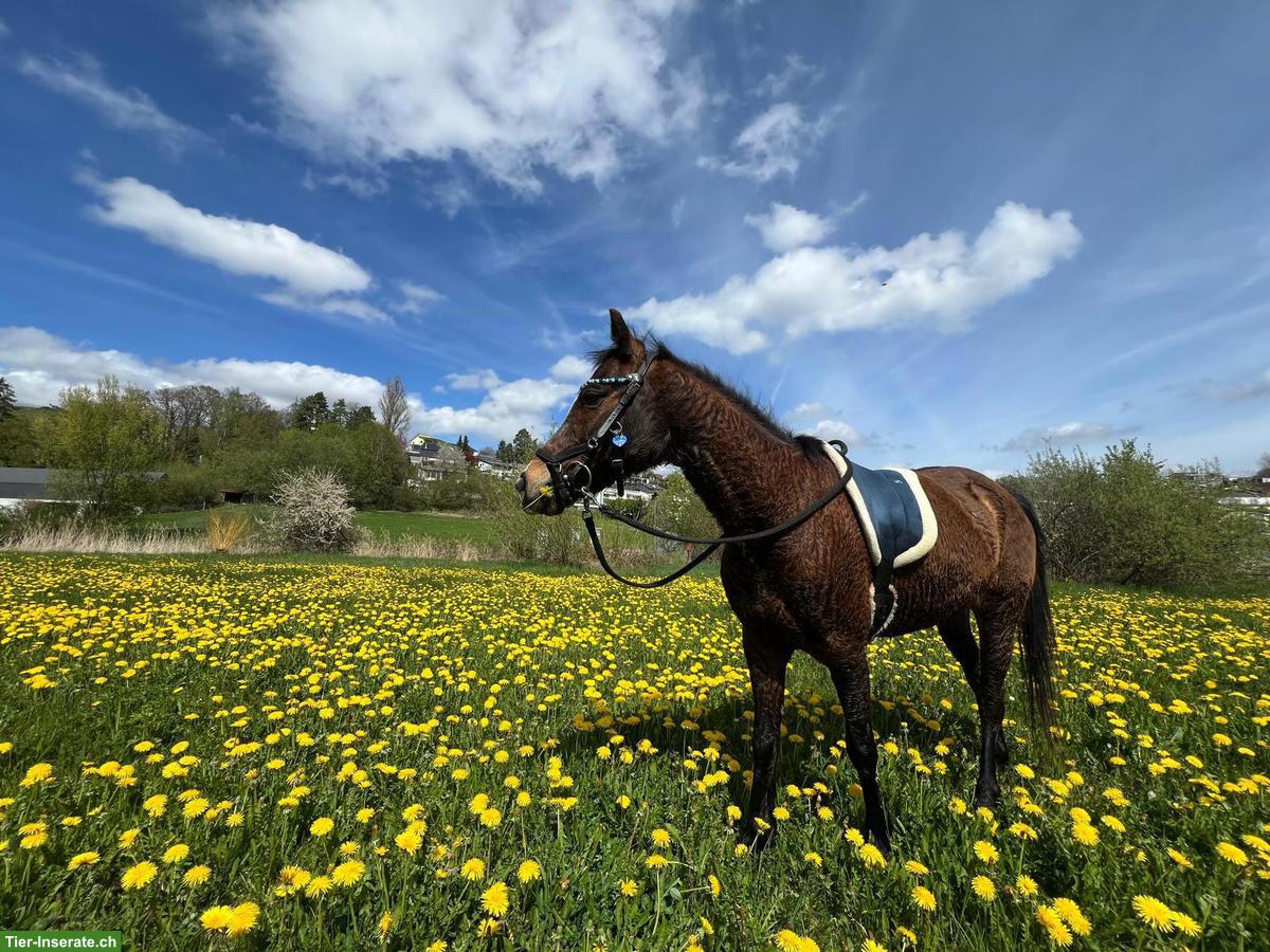 Bild 5: Kinderpony schweren Herzens in gute Hände abzugeben