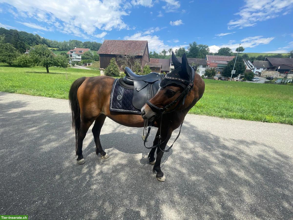 Bild 6: Kinderpony schweren Herzens in gute Hände abzugeben