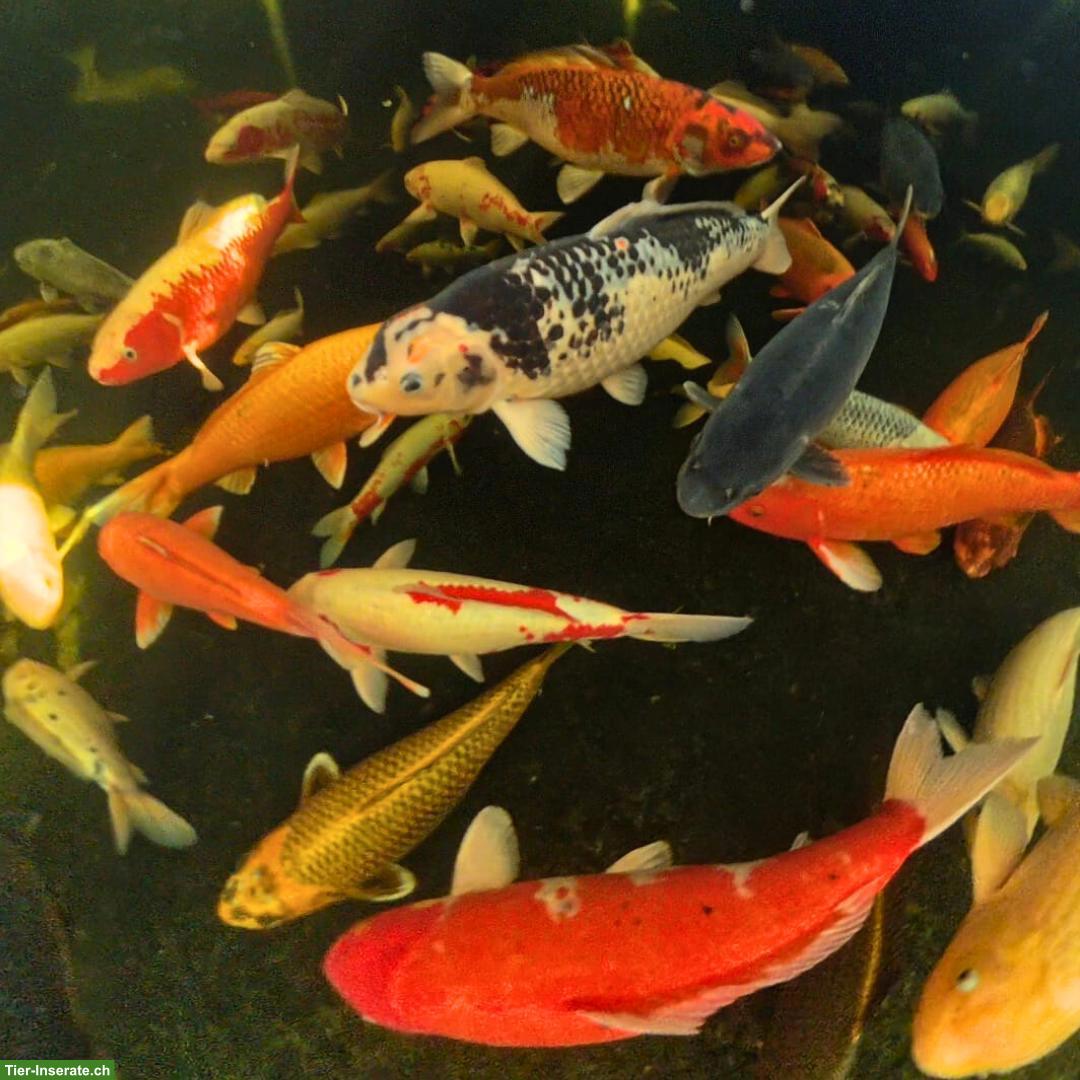 Koi abzugeben, ca. 50 Teichfische, alle Grössen & Altersstufen