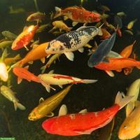 Koi abzugeben, ca. 50 Teichfische, alle Grössen & Altersstufen