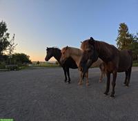 Reitbeteiligung in Schönenberg auf Islandpferden