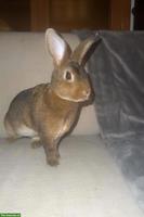 Junge Rex Kaninchen zu verkaufen