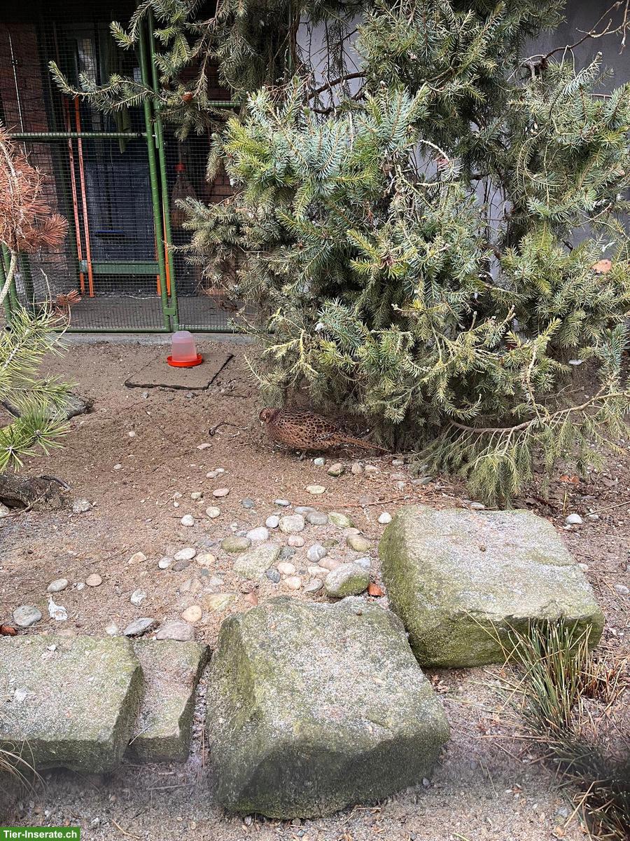 Jagdfasan aus Nachzucht