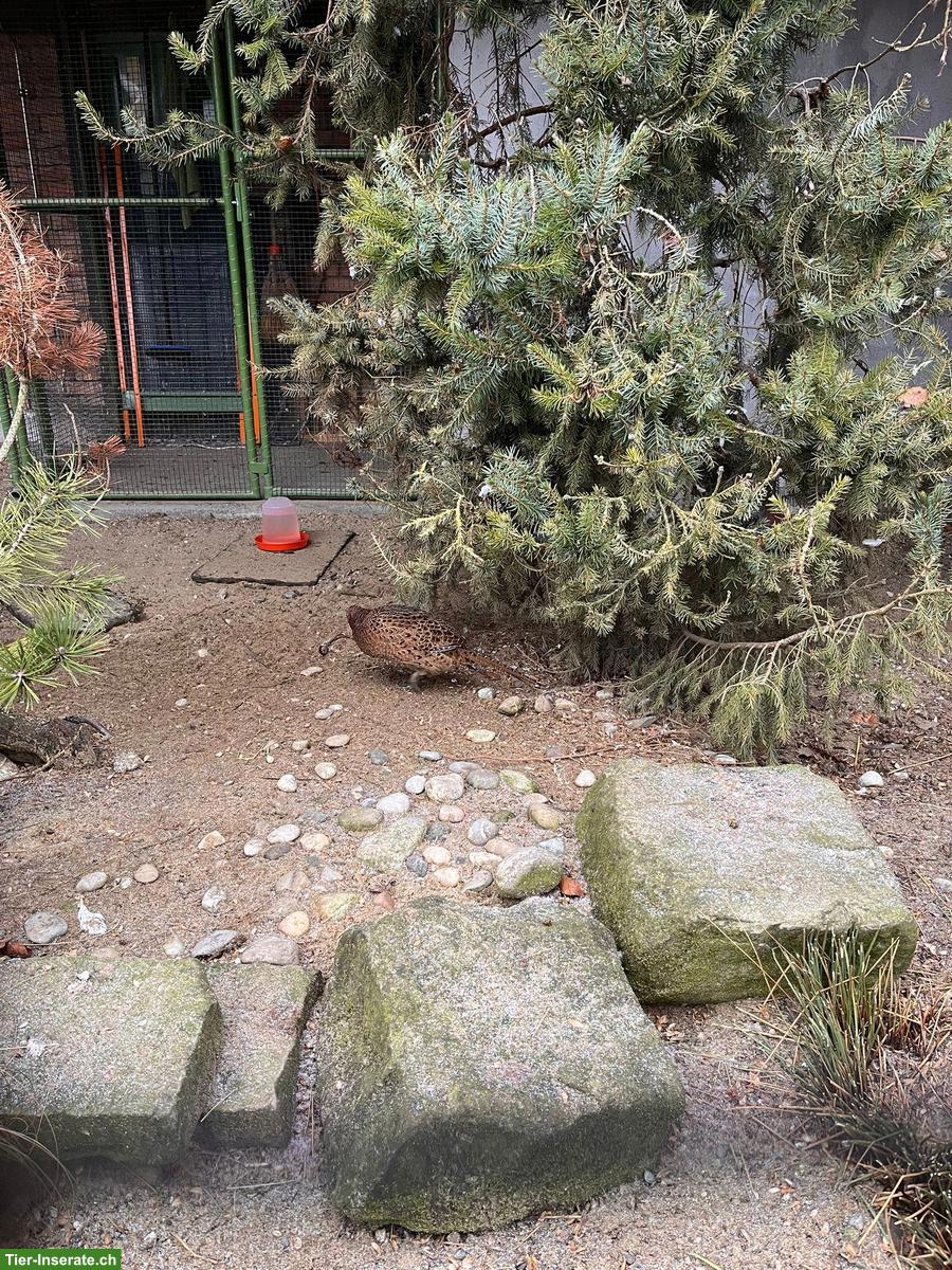 Bild 2: Jagdfasan aus Nachzucht