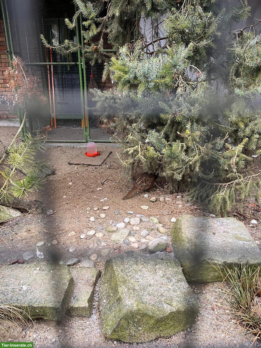 Bild 3: Jagdfasan aus Nachzucht