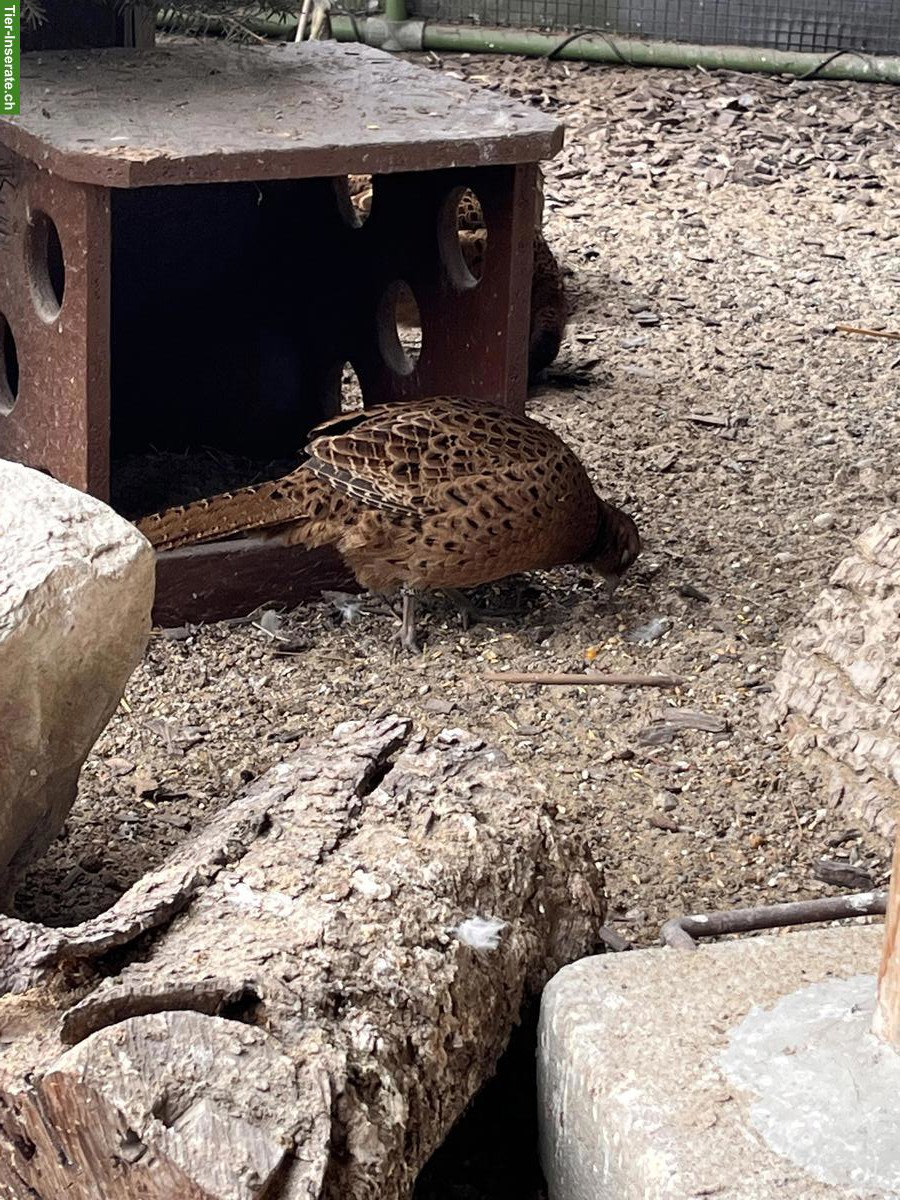 Bild 4: Jagdfasan aus Nachzucht