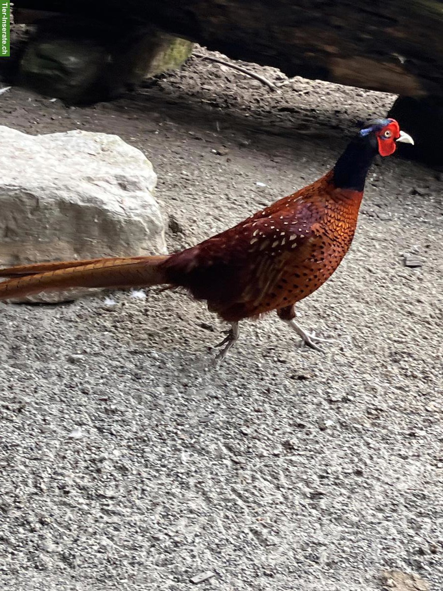 Bild 5: Jagdfasan aus Nachzucht