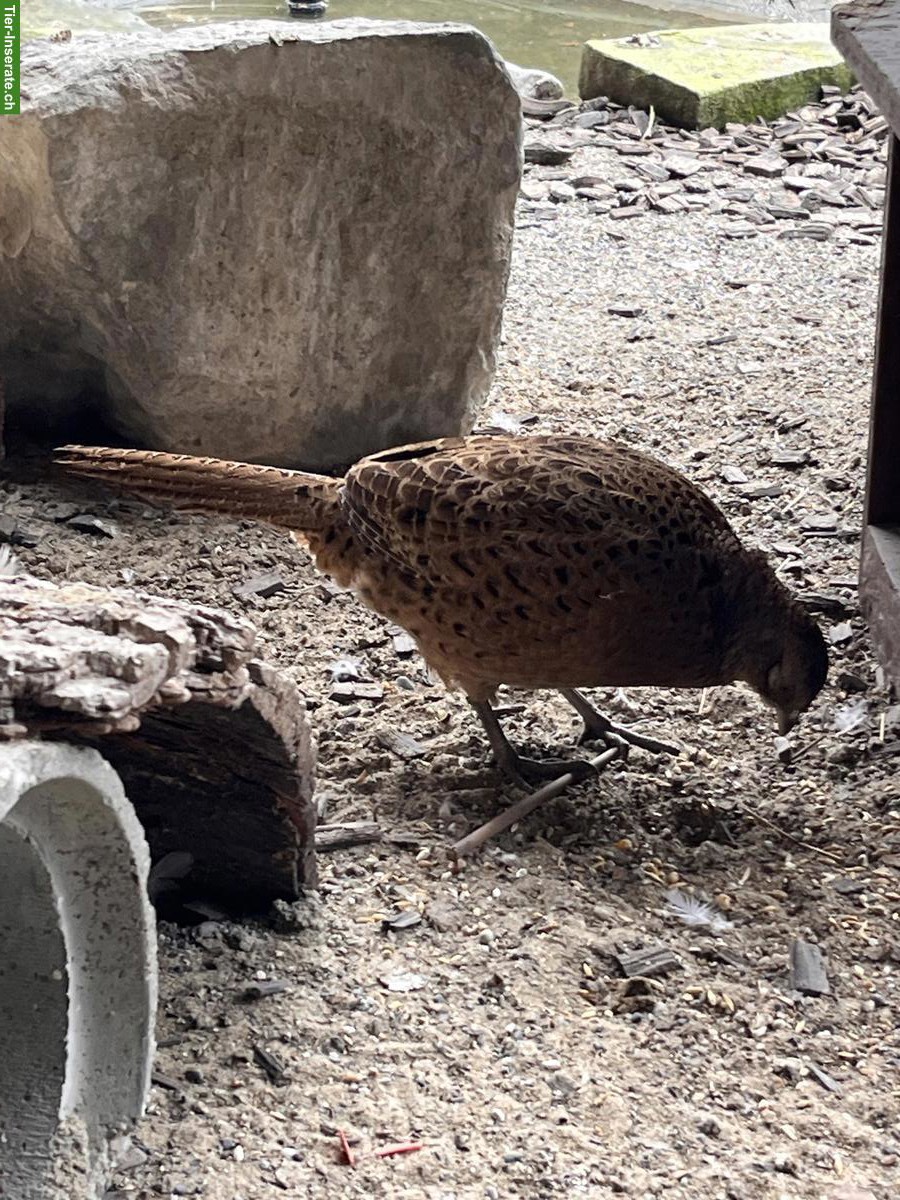 Bild 7: Jagdfasan aus Nachzucht