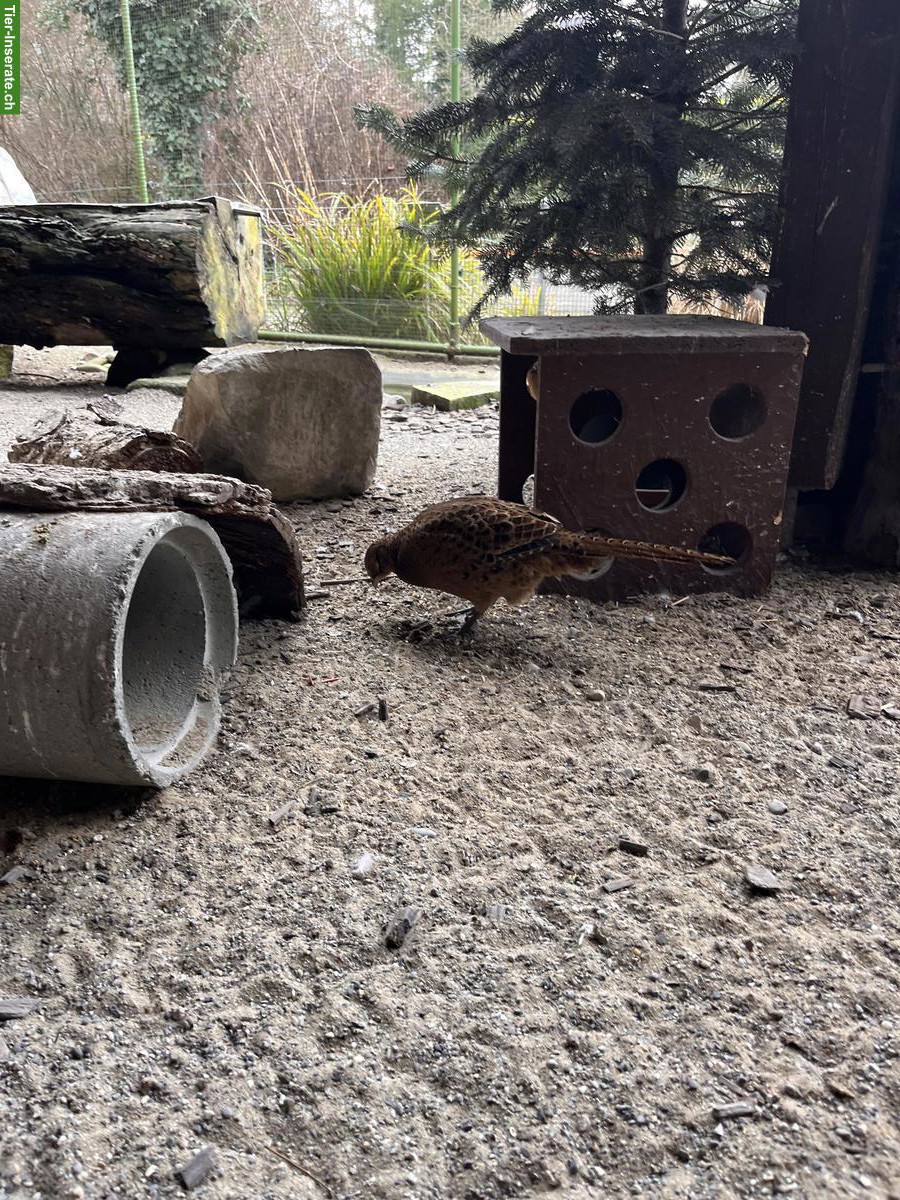 Bild 8: Jagdfasan aus Nachzucht
