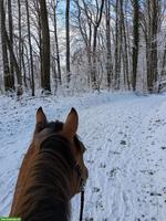 Suche Offenstall für Allergiker, Region ZH/SH/TG