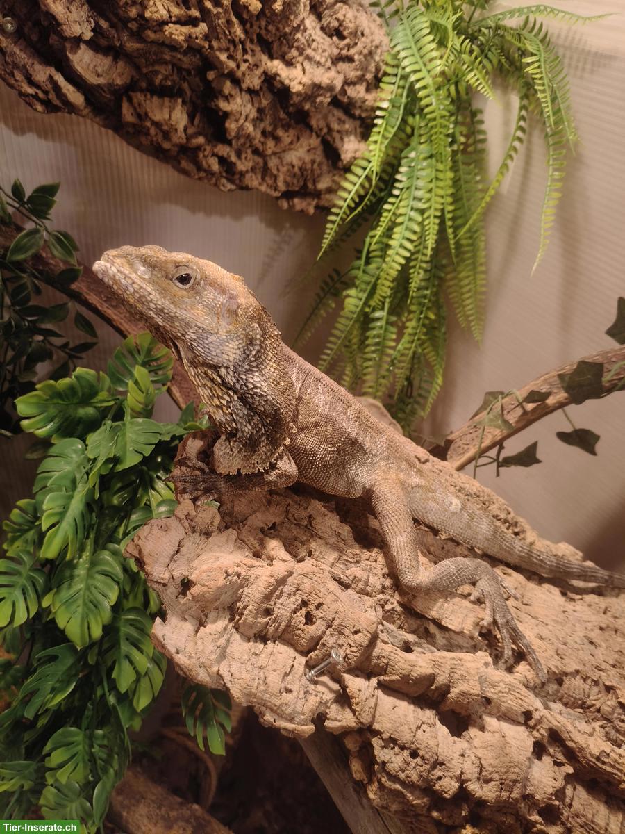 1.0 Kragenechse (Chlamydosaurus kingii)