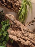 1.0 Kragenechse (Chlamydosaurus kingii)