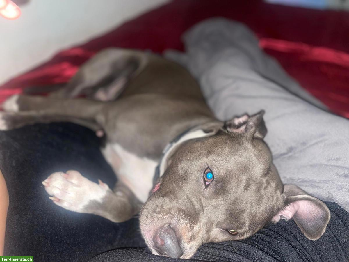 Temporärer Pflegeplatz gesucht für Staffordshire Bullterrier Hündin